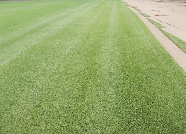 FESTUCA ARUNDINACEA POA