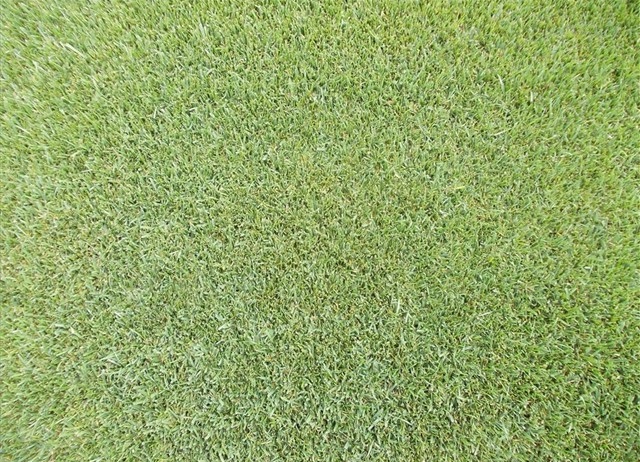 MIX LOLIUM POA