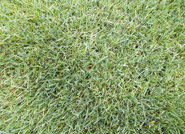 MIX LOLIUM POA