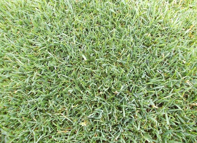 MIX LOLIUM POA