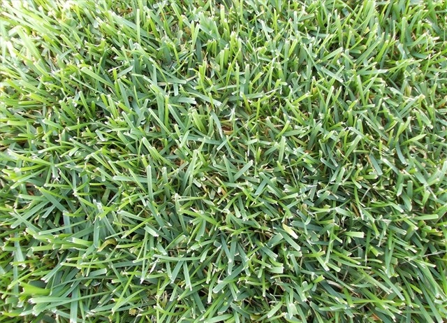 POA PRATENSIS