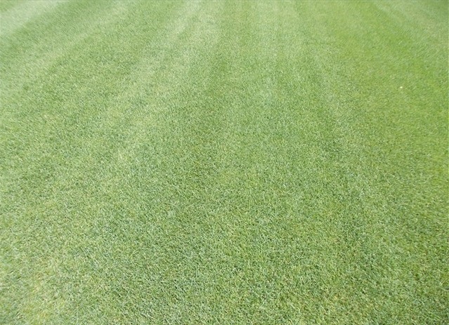 POA PRATENSIS