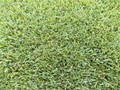 FESTUCA ARUNDINACEA POA