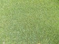 MIX LOLIUM POA