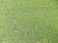 MIX LOLIUM POA