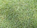 MIX LOLIUM POA