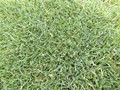 MIX LOLIUM POA